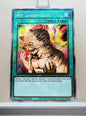 Yugioh! 1x Metamorphosis (RA04 - Platinum Secret Rare) 1st Edition