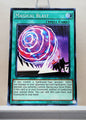 Yugioh! Structure Deck: Spellcaster's Command Singles (SDSC - Common) 1st/Unli Edition