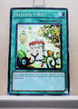 Yugioh! Duelist Revolution Singles (DREV - Common) Unli Edition